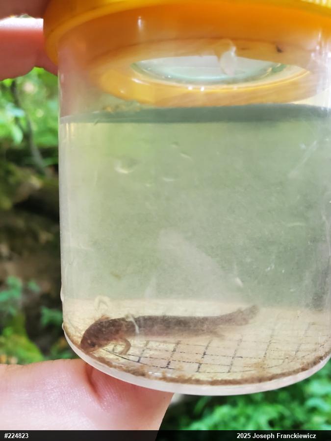 Northern Red Salamander
