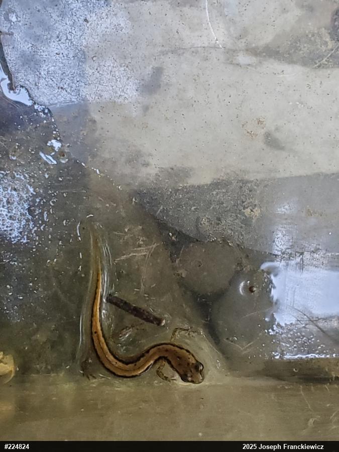 Northern Two-lined Salamander