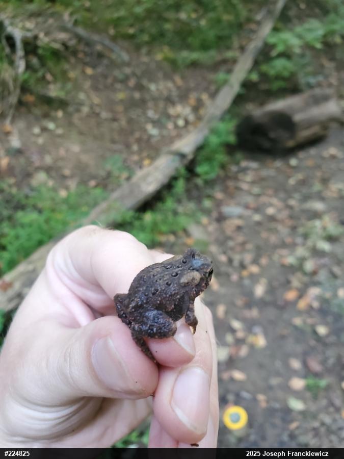 Eastern American Toad