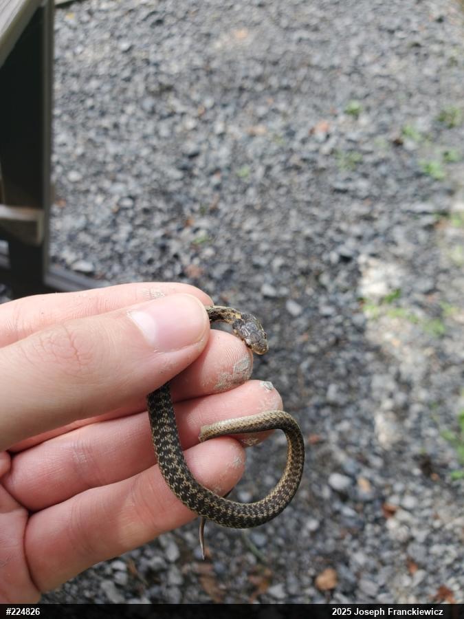 Eastern Gartersnake