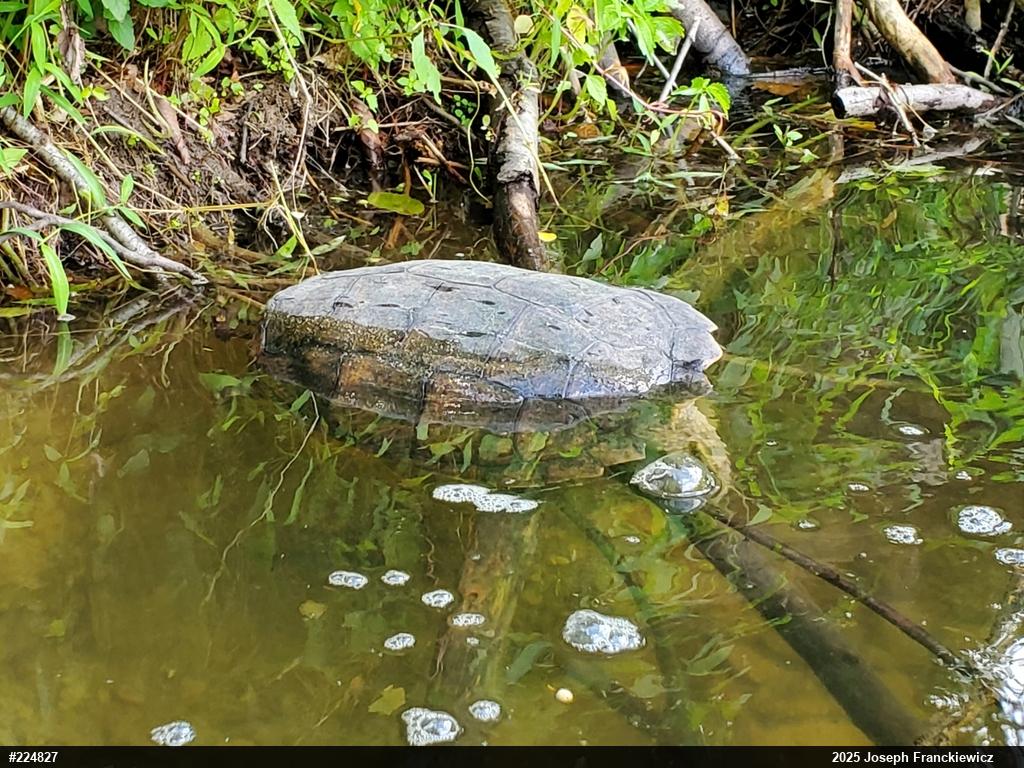 Snapping Turtle
