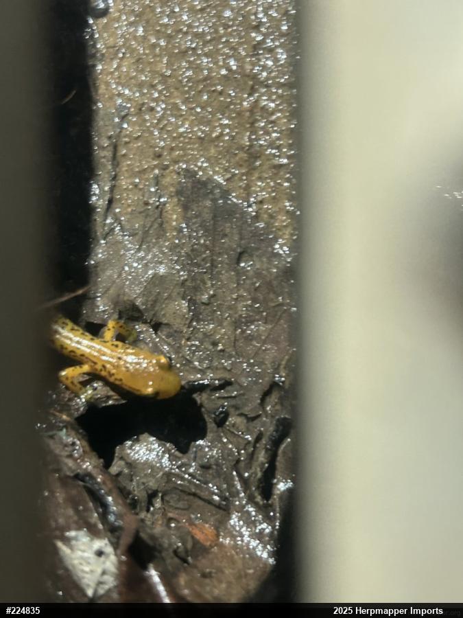 Eastern Long-tailed Salamander