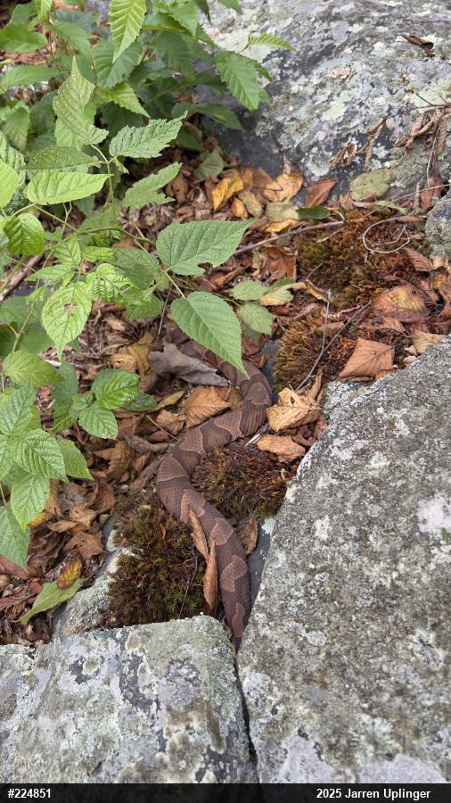 Northern Copperhead