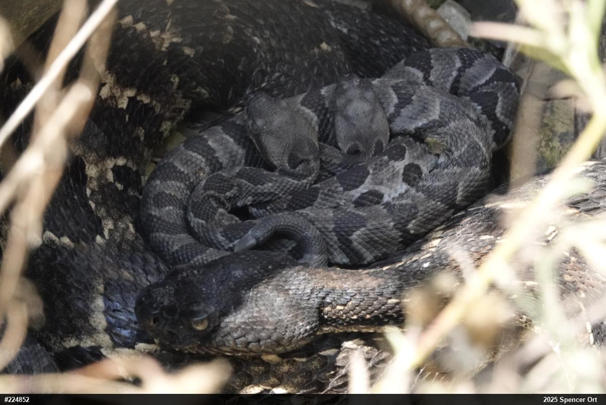 Timber Rattlesnake