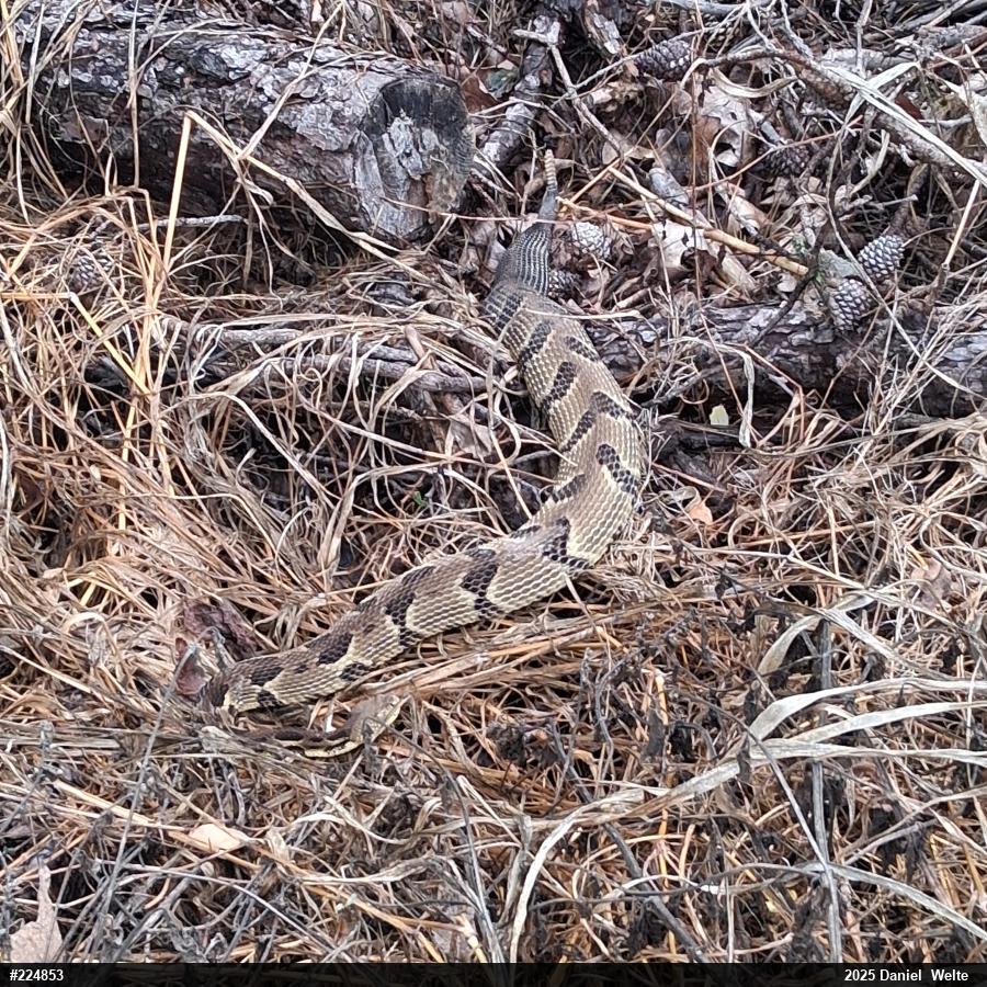 Timber Rattlesnake