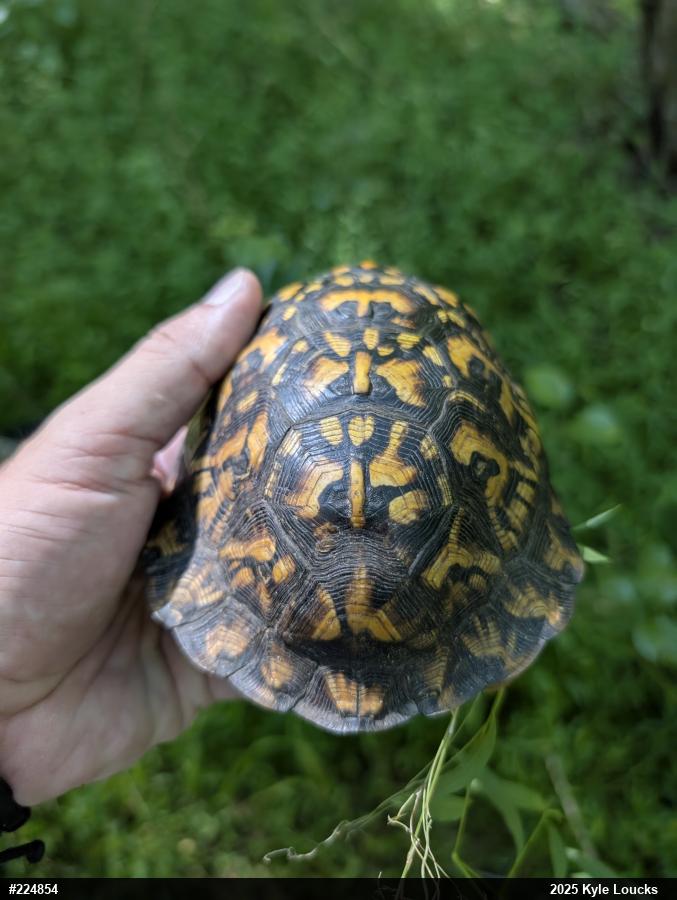Eastern Box Turtle
