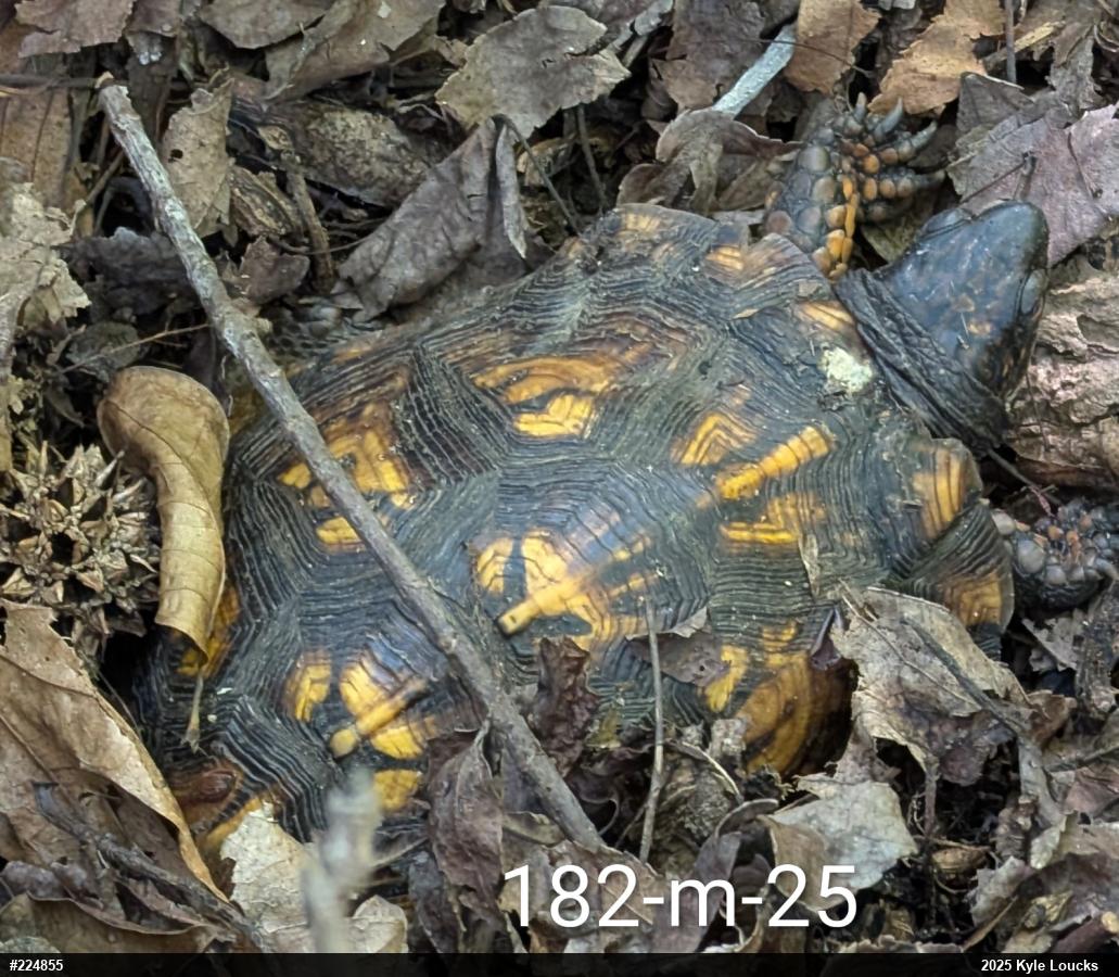 Eastern Box Turtle