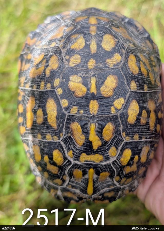 Eastern Box Turtle