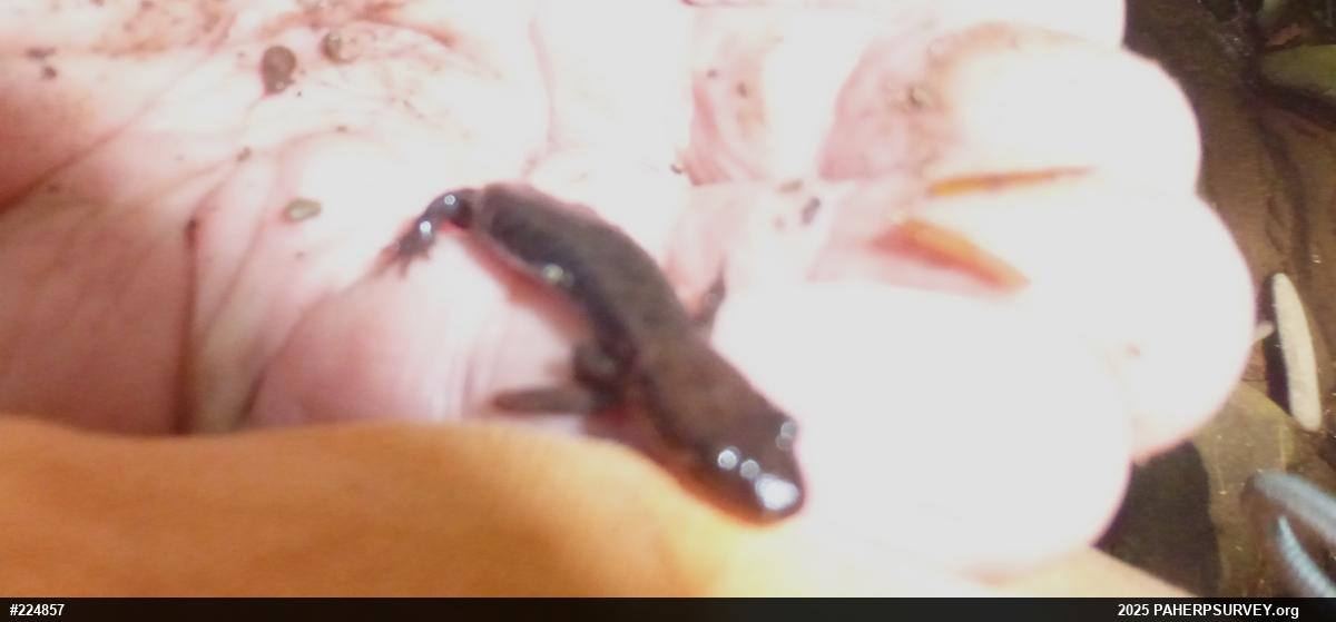Allegheny Mountain Dusky Salamander