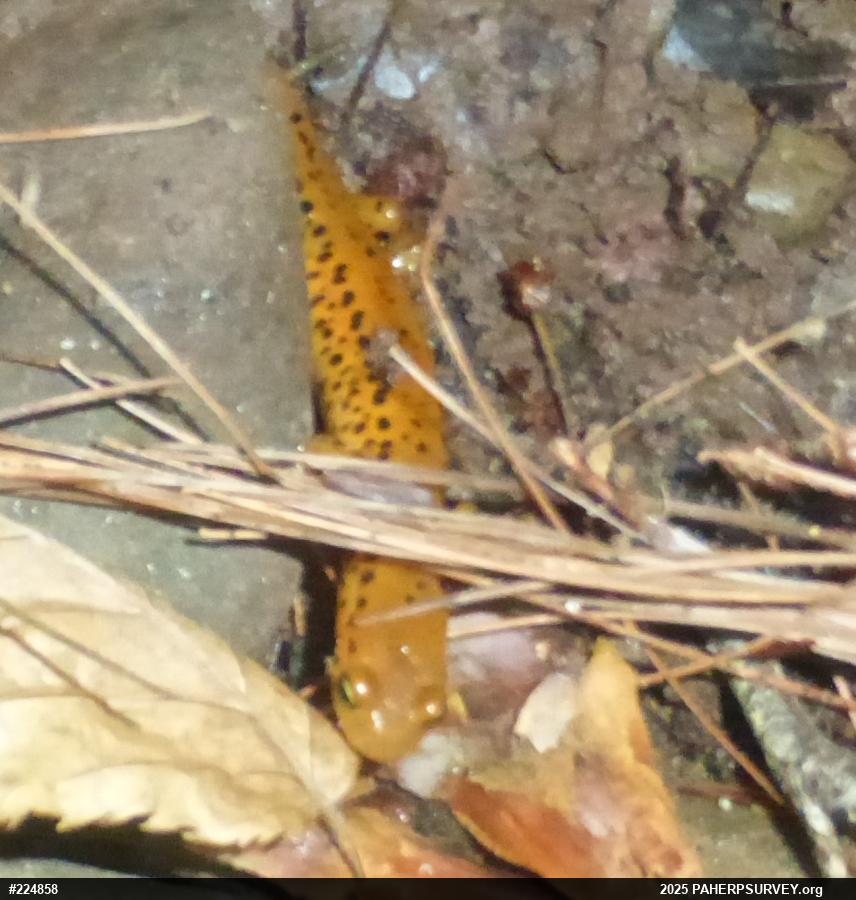 Eastern Long-tailed Salamander