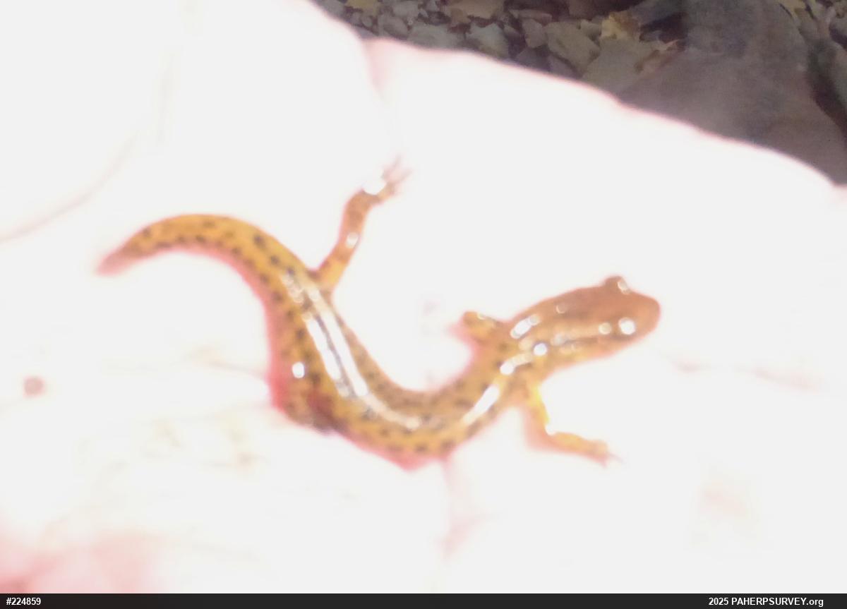 Eastern Long-tailed Salamander