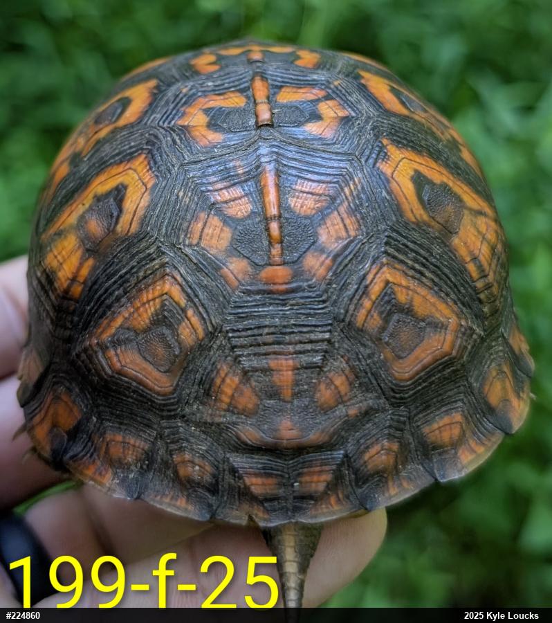 Eastern Box Turtle