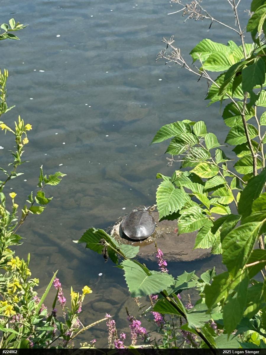 Eastern Spiny Softshell