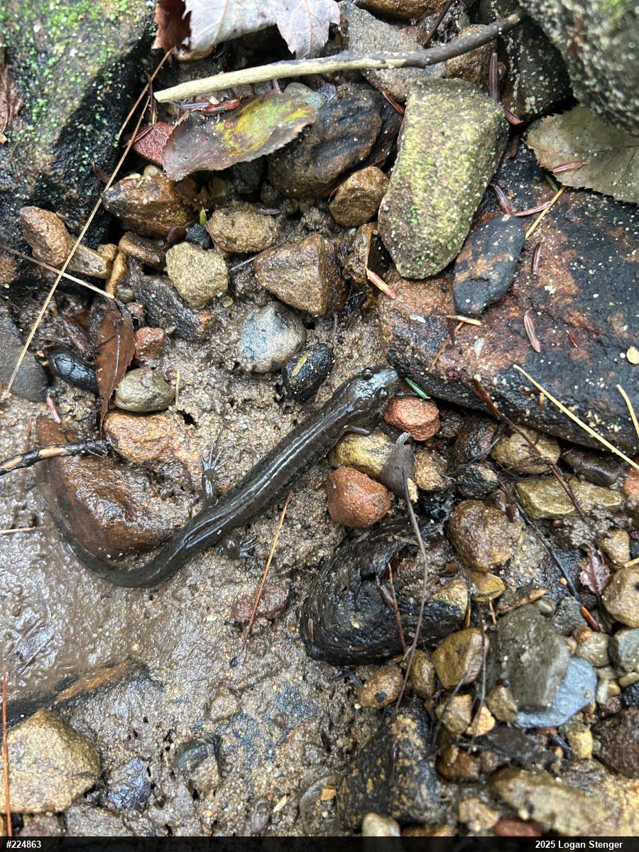 Northern Dusky Salamander