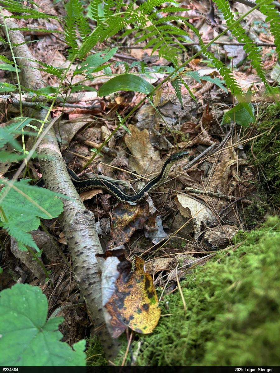 Eastern Gartersnake