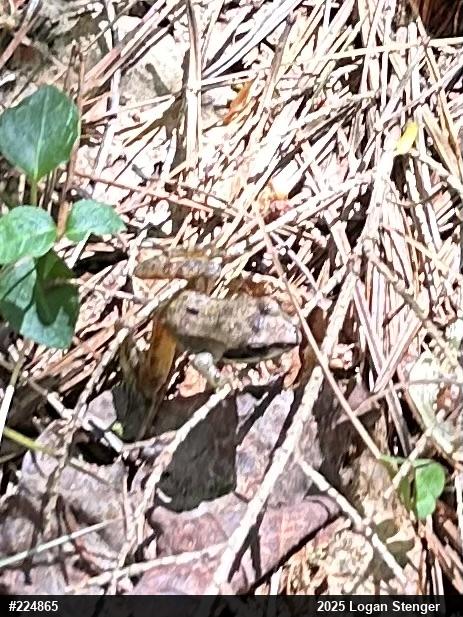 Wood Frog