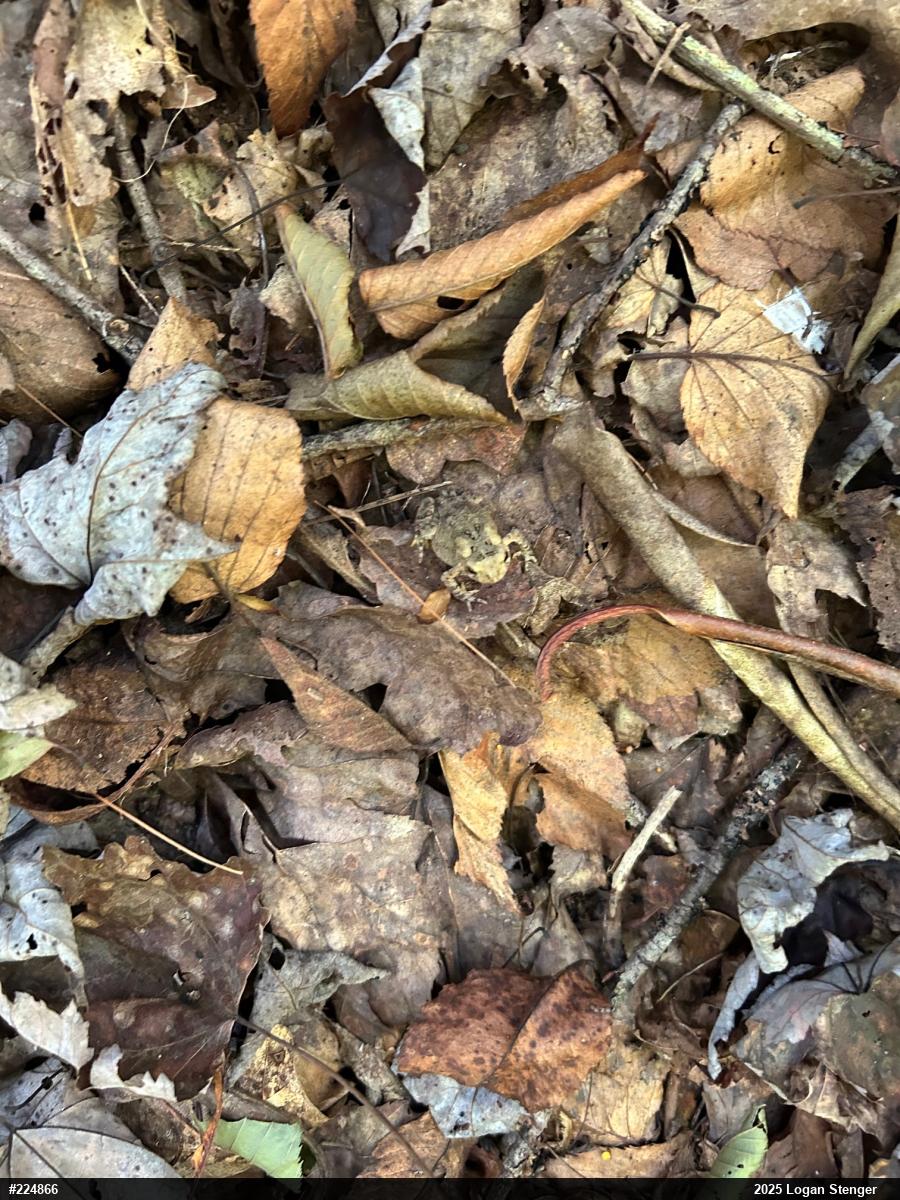 Eastern American Toad