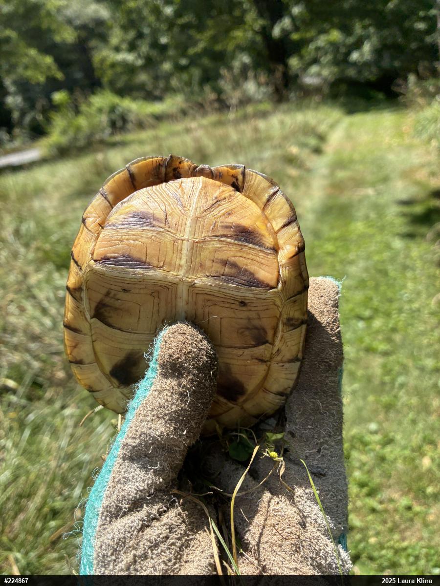 Eastern Box Turtle