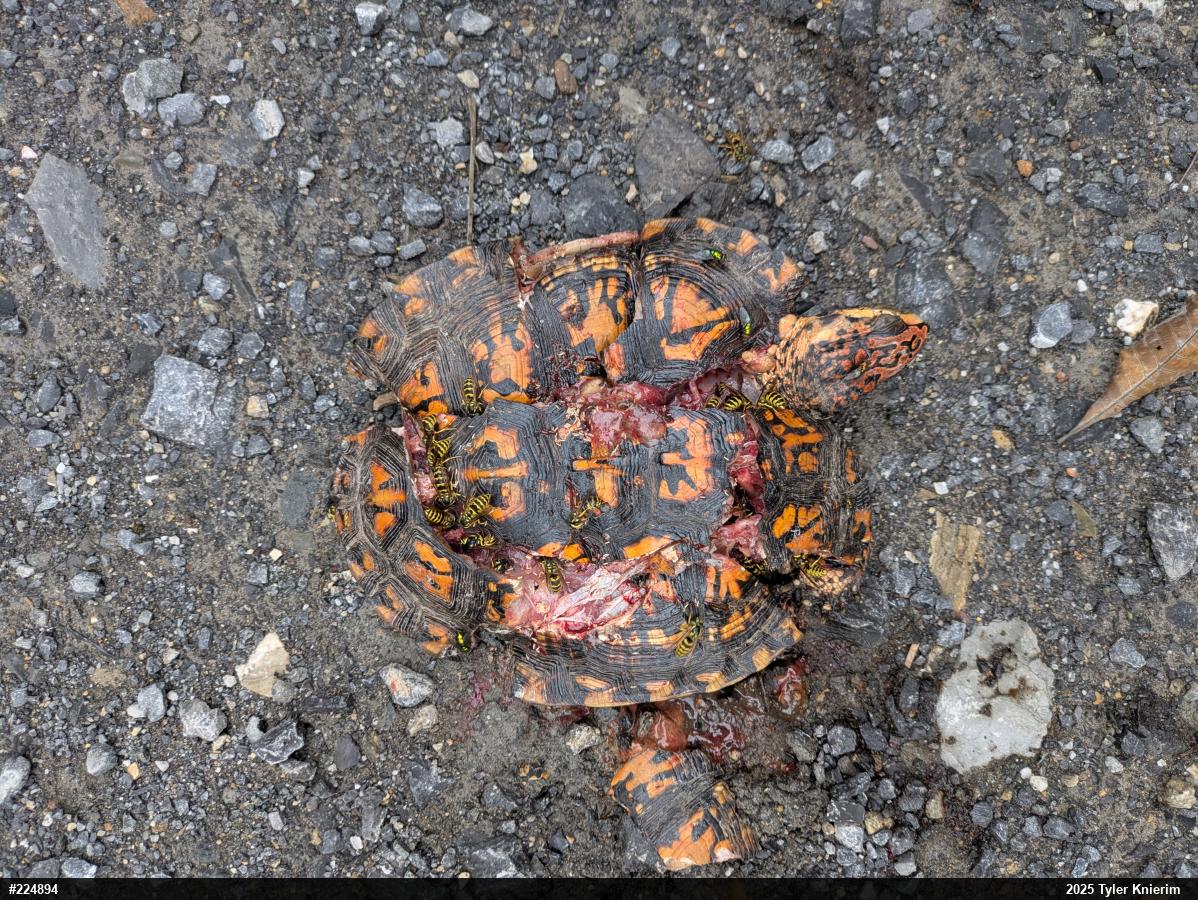 Eastern Box Turtle