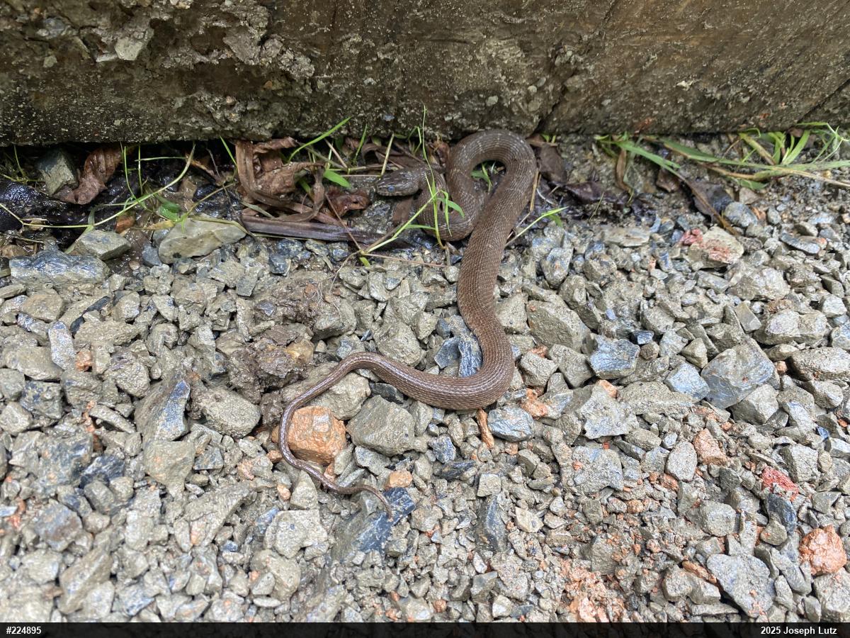 Northern Watersnake