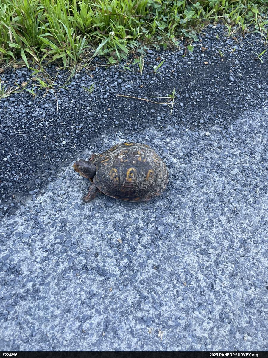 Eastern Box Turtle