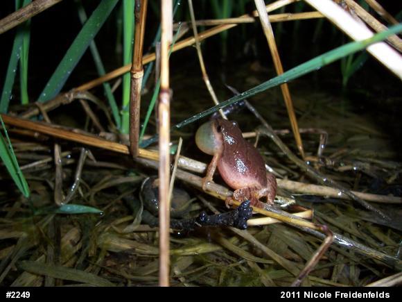 Spring Peeper