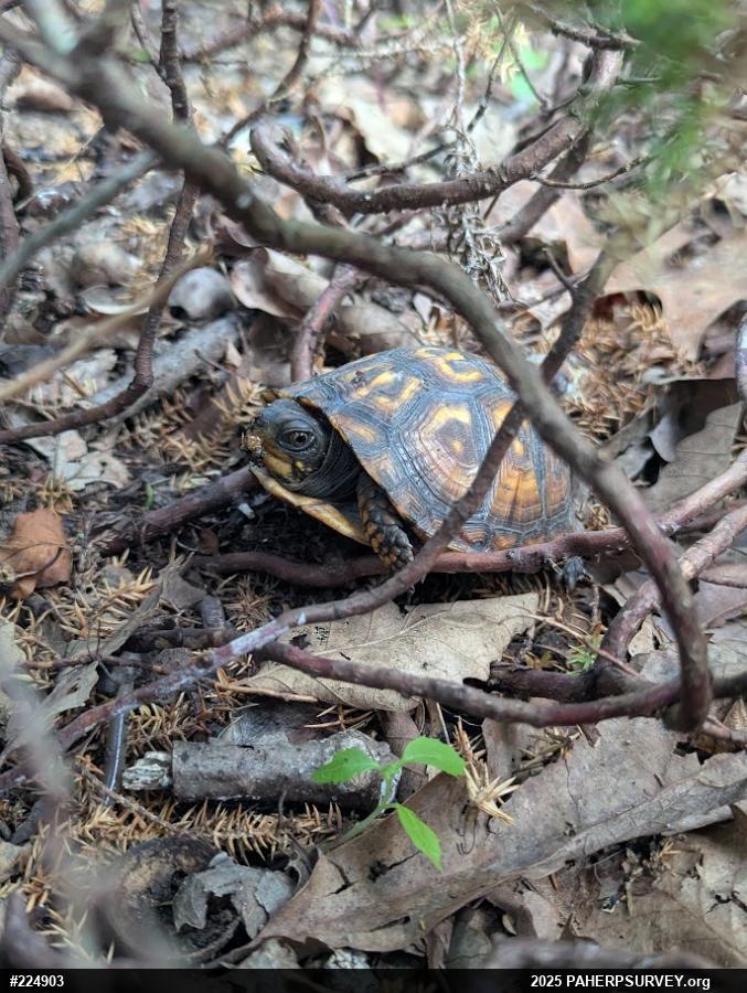 Eastern Box Turtle