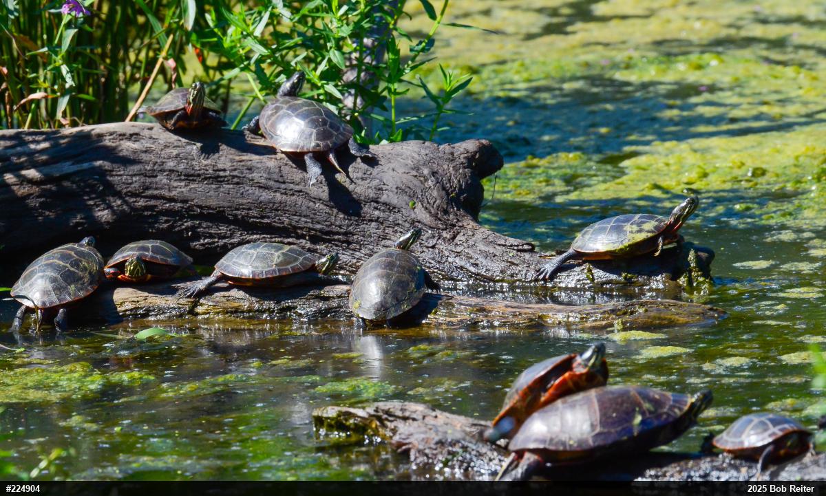 Eastern Painted Turtle