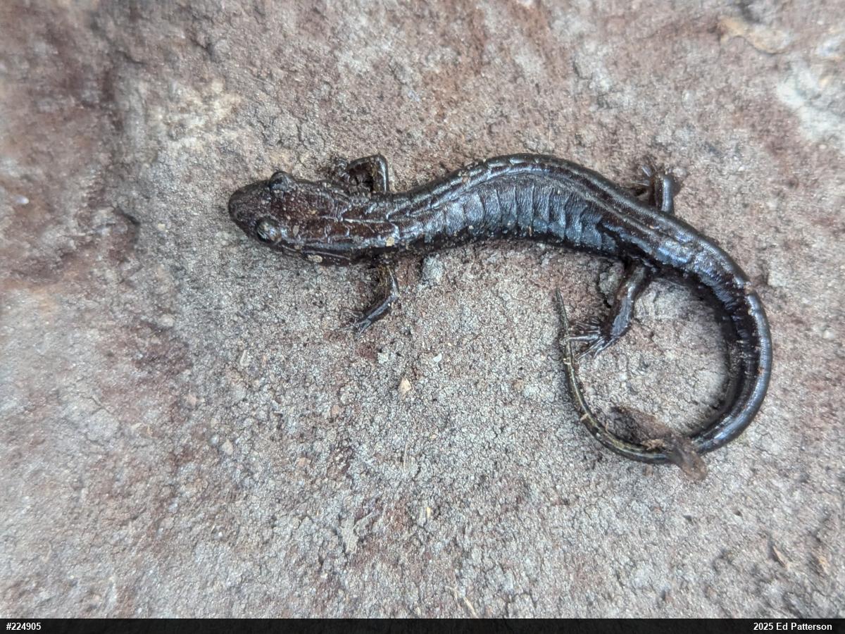 Allegheny Mountain Dusky Salamander