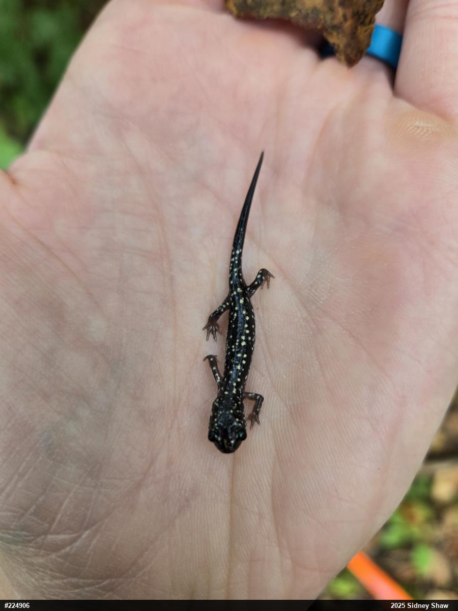 Northern Slimy Salamander