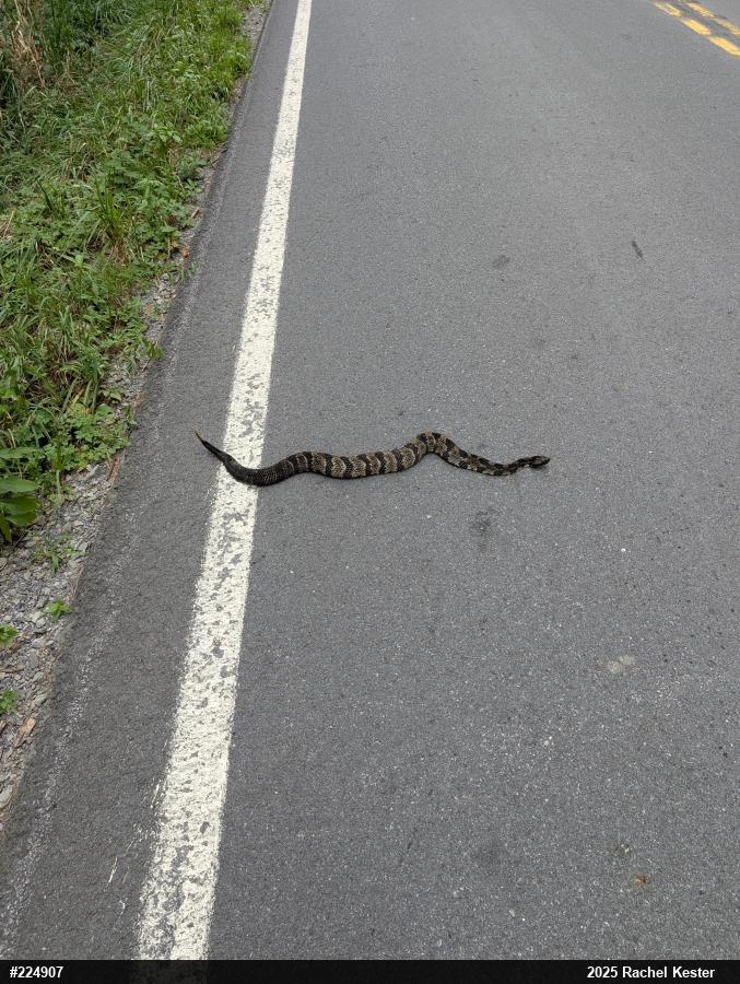 Timber Rattlesnake