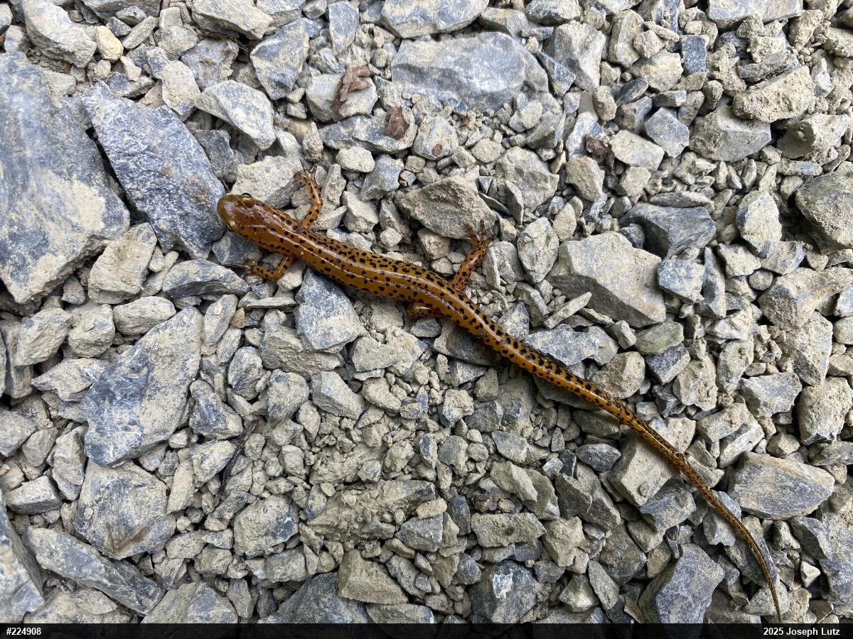 Eastern Long-tailed Salamander