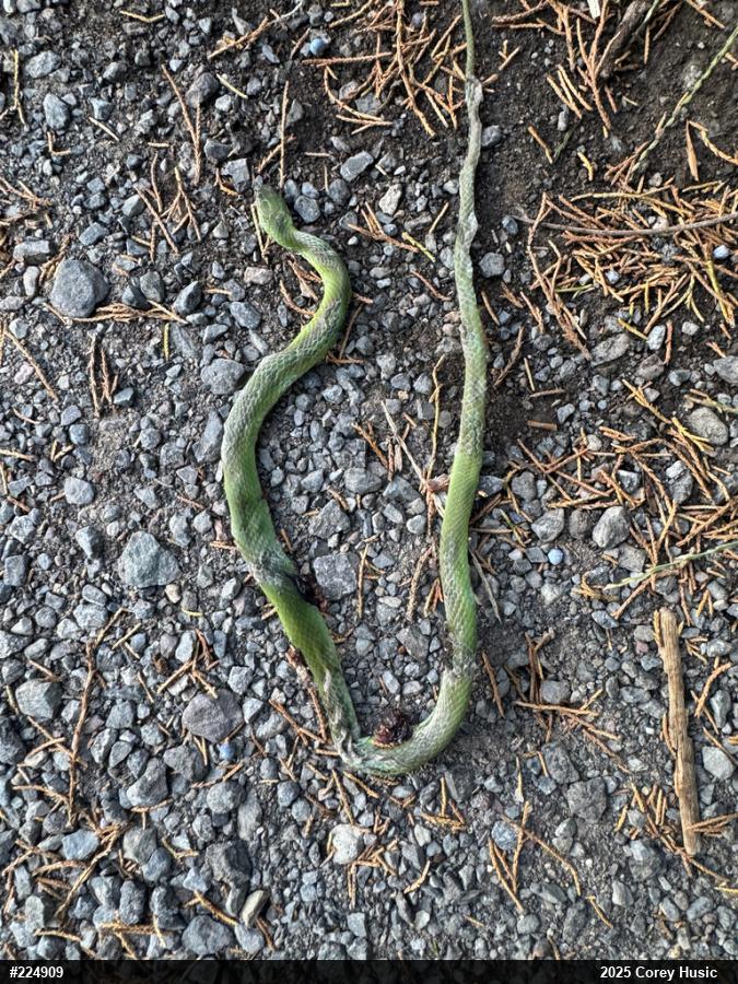 Smooth Greensnake