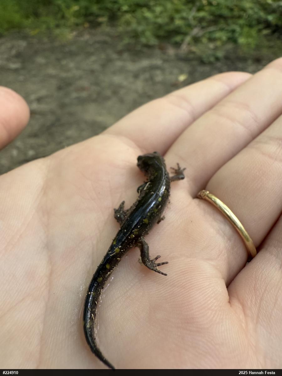 Spotted Salamander