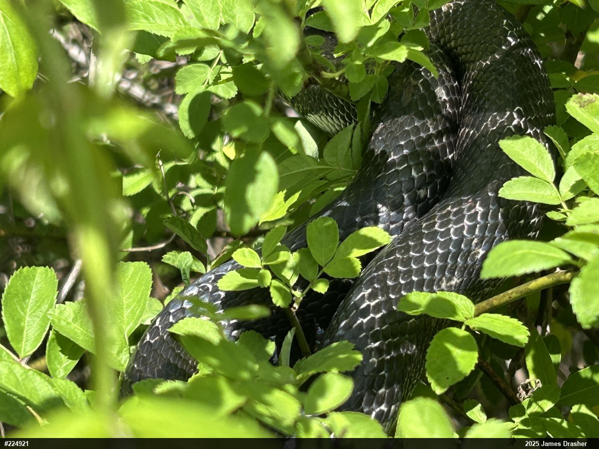 Eastern Ratsnake