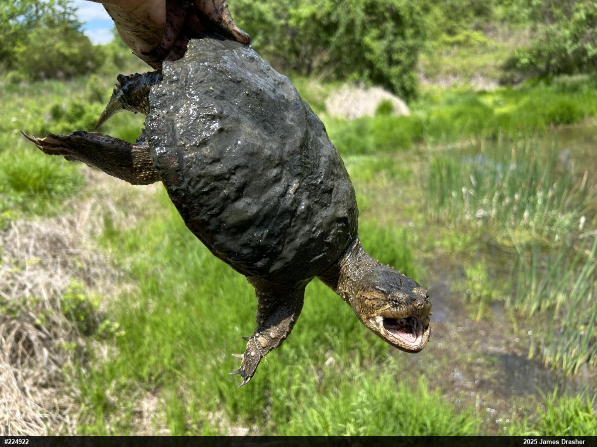 Snapping Turtle