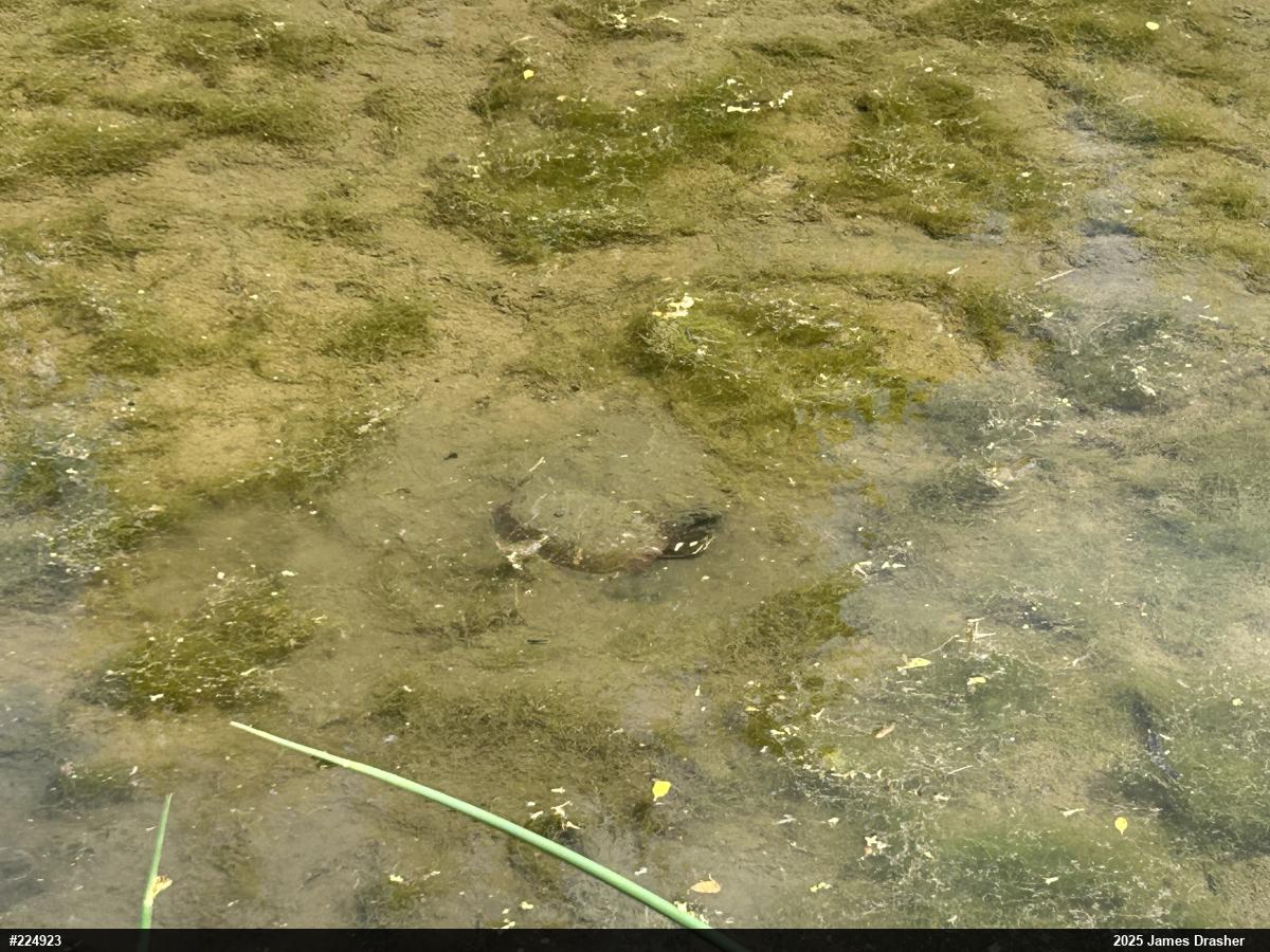 Painted Turtle