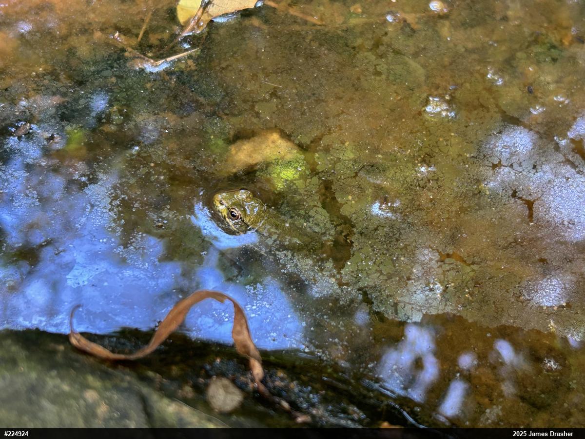 Green Frog