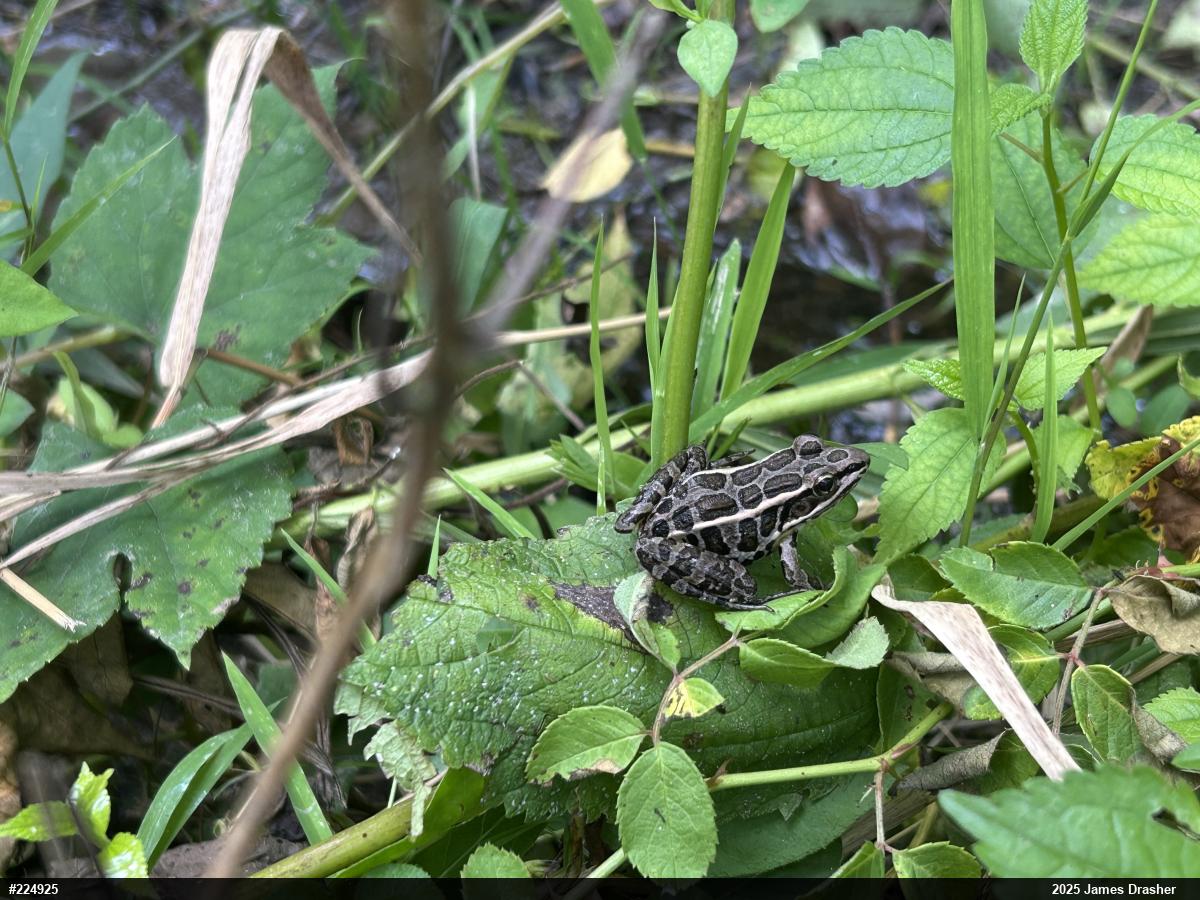 Pickerel Frog