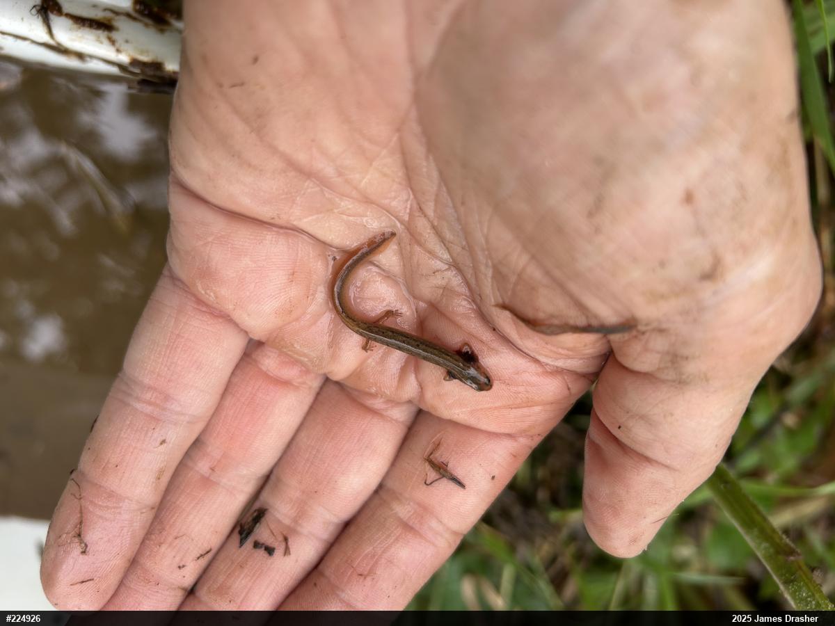 Northern Two-lined Salamander