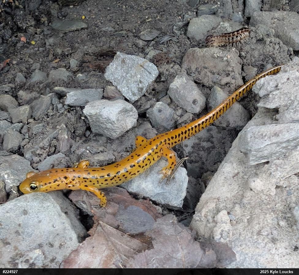Eastern Long-tailed Salamander