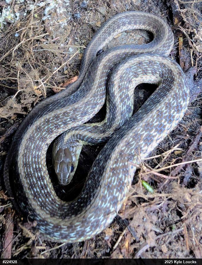 Eastern Gartersnake