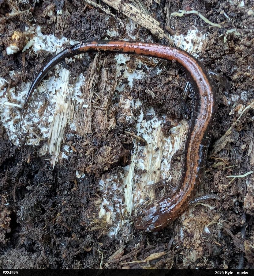Eastern Red-backed  Salamander