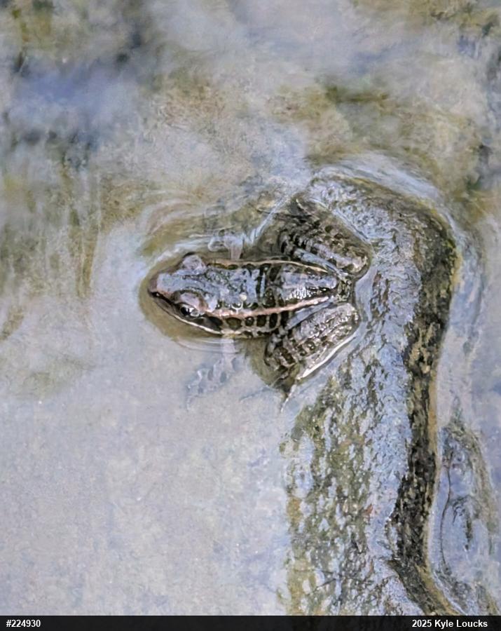 Pickerel Frog