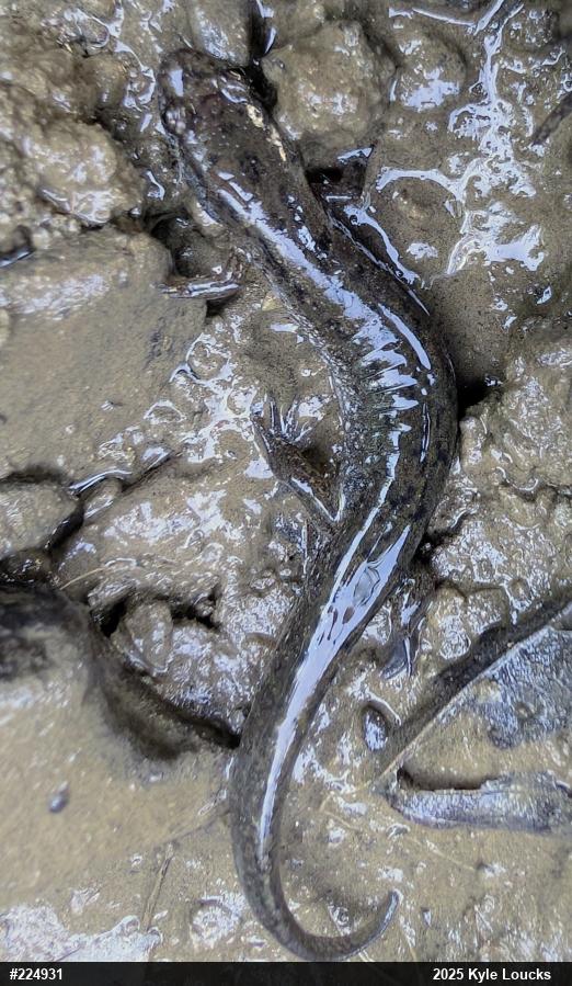 Northern Dusky Salamander