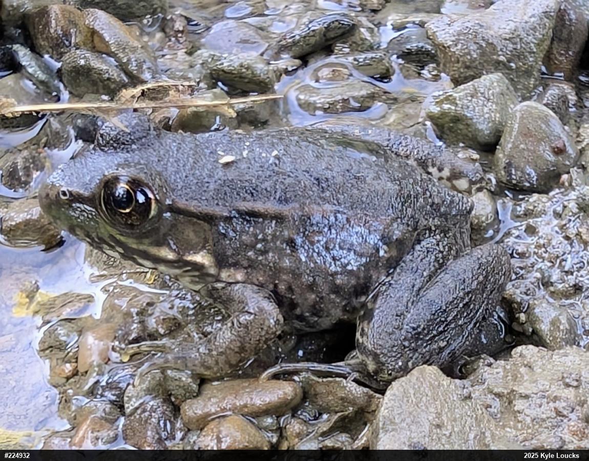 Green Frog