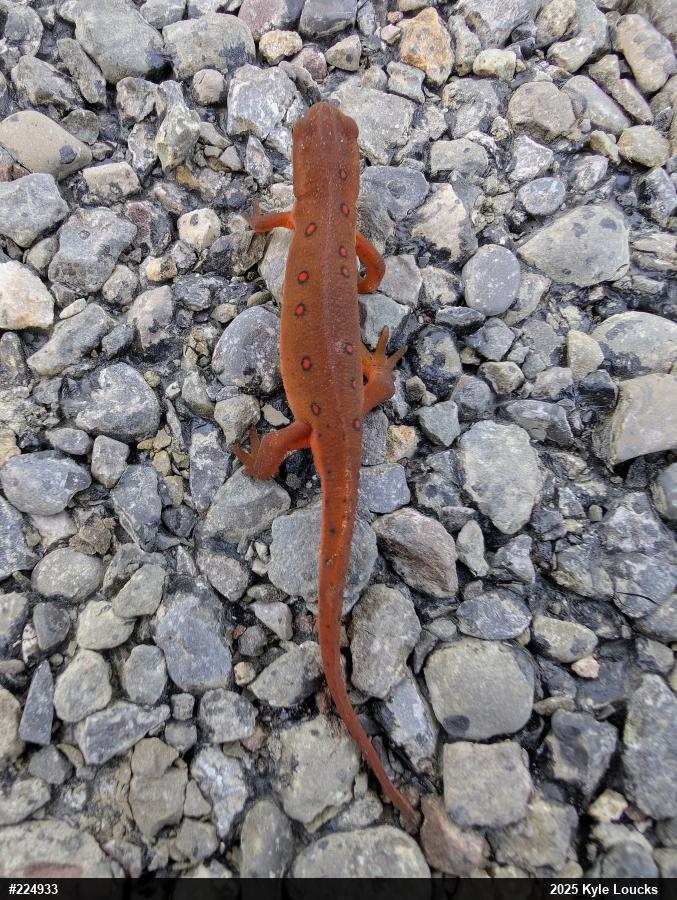 Red-spotted Newt