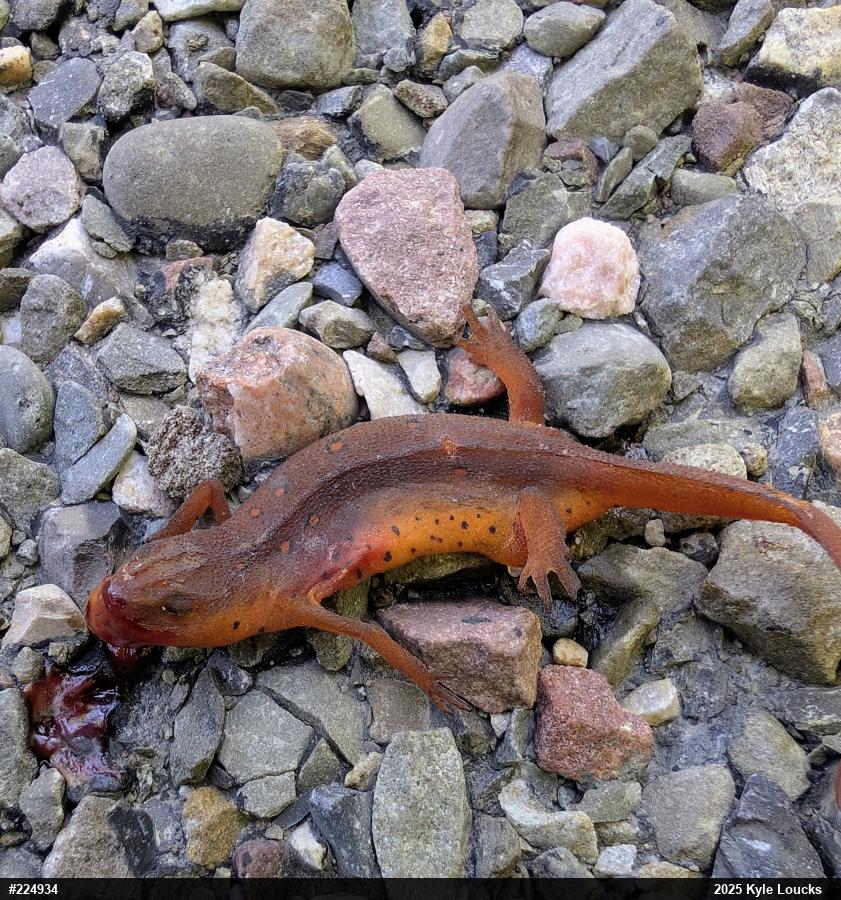 Red-spotted Newt