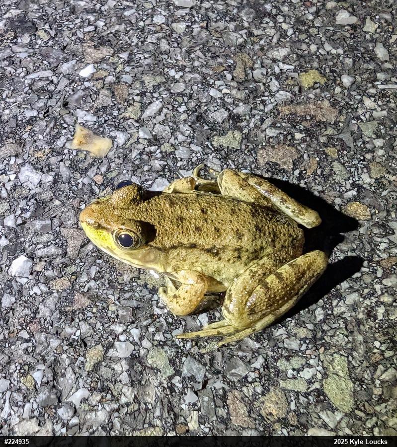 Green Frog