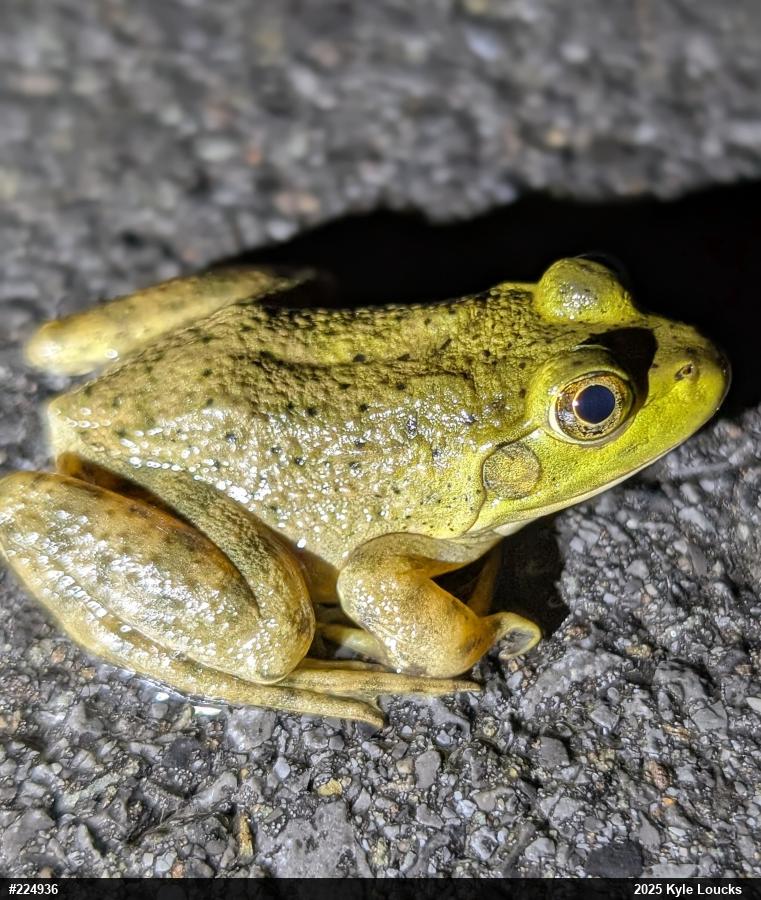 American Bullfrog